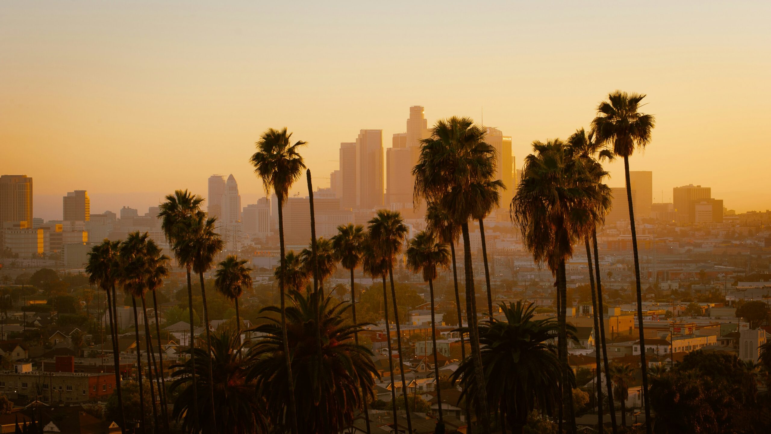 Palm trees with the Los Angeles skyline during sunset